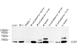 Western Blot analysis of various samples using CCR7 Polyclonal Antibody at dilution of 1:800. (CCR7 anticorps)