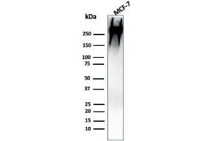 Western Blot Analysis of human MCF-7 cell lysate using MUC-1 / CA15-3 / EMA Mouse Monoclonal Antibody (MUC1/955). (MUC1 anticorps)