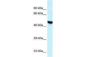 WB Suggested Anti-HYAL3 Antibody Titration: 1. (HYAL3 anticorps  (C-Term))