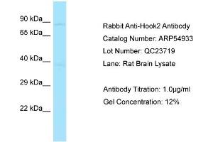 Western Blotting (WB) image for anti-Hook Homolog 2 (HOOK2) (Middle Region) antibody (ABIN970887) (HOOK2 anticorps  (Middle Region))