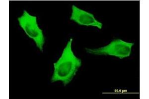 Immunofluorescence (IF) image for anti-Myosin 9 (MYH9) (AA 131-221) antibody (ABIN781937) (Myosin 9 anticorps  (AA 131-221))