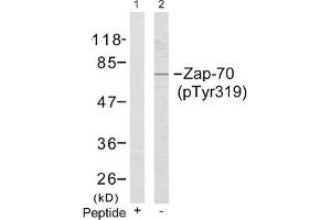 Western blot analysis of extracts from Jurkat cells using Zap-70(Phospho-Tyr319) Antibody(Lane 2) and the same antibody preincubated with blocking peptide(Lane1). (ZAP7 (pTyr319) anticorps)