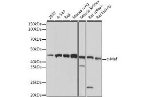 Western blot analysis of extracts of various cell lines, using c-Maf Rabbit mAb (ABIN7271262) at 1:1000 dilution. (MAF anticorps)