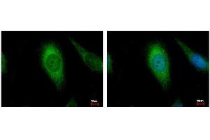 ICC/IF Image AIF antibody [N1N2], N-term detects AIFM1 protein at Mitochondria by immunofluorescent analysis.