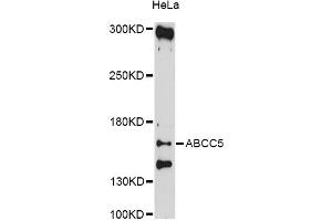 Western blot analysis of extracts of HeLa cells, using ABCC5 antibody (ABIN5997173) at 1/1000 dilution. (ABCC5 anticorps)