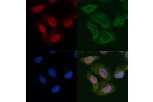 WEE1 Mouse Monoclonal Antibody staining Hela cells by IF/ICC. (WEE1 anticorps)