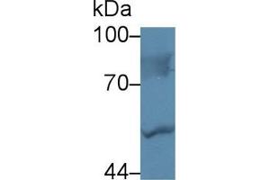 Detection of LBP in Human Hela cell lysate using Polyclonal Antibody to Lipopolysaccharide Binding Protein (LBP) (LBP anticorps  (AA 224-468))