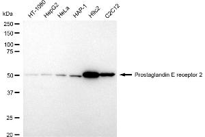 Western blotting analysis using Prostaglandin E receptor 2 antibody (ABIN7799932).