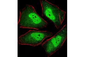 Fluorescent image of Hela cells stained with XAF1 PS Antibody (ABIN1539887 and ABIN2843849). (PSMA5 anticorps)