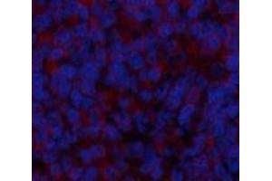 Immunofluorescence analysis of Rat spleen tissue using BMP2 Polyclonal Antibody at dilution of 1:200. (BMP2 anticorps)