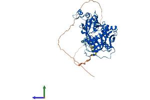 AlphaFold protein structure predicition of Mouse Recombinant Nmt1 Protein, UniprotID O70310