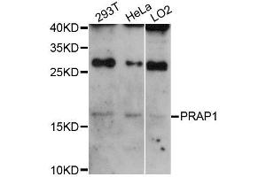 Western blot analysis of extracts of various cell lines, using PRAP1 antibody (ABIN5996782) at 1:3000 dilution. (PRAP1 anticorps)