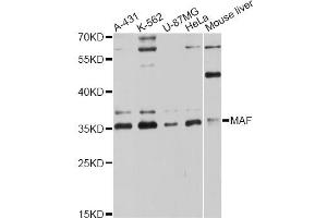 Western blot analysis of extracts of various cell lines, using MAF antibody (ABIN6293355) at 1:3000 dilution. (MAF anticorps)
