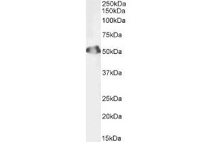 Biotinylated ABIN5608782 (1ug/ml) staining of Human Testis lysate (35µg protein in RIPA buffer). (Septin 6 anticorps  (Internal Region) (Biotin))