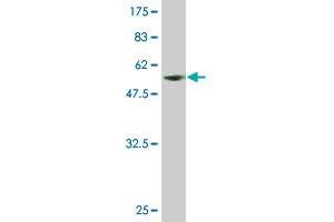 Western Blot detection against Immunogen (55.