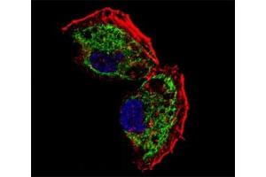 Fluorescent confocal image of NCI-H460 cell stained with TFAM antibody at 1:25.