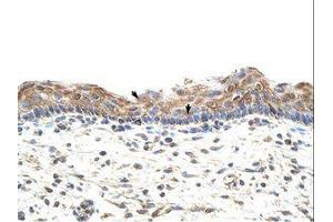 Image no. 1 for anti-Guanine Nucleotide Binding Protein (G Protein), beta Polypeptide 1-Like (GNB1L) (C-Term) antibody (ABIN202254)