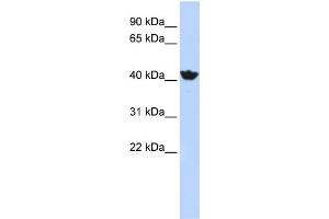 WB Suggested Anti-ADH4 Antibody Titration:  1 ug/ml  Positive Control:  HepG2 cell lysate (ADH4 anticorps  (Middle Region))