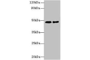 Western blot All lanes: AARSD1 antibody at 0. (AARSD1 anticorps  (AA 1-230))
