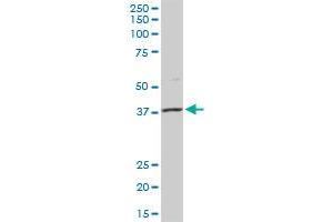 MSI1 MaxPab rabbit polyclonal antibody.