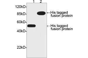 Image no. 1 for anti-His Tag (C-Term) antibody (ABIN294958) (His Tag anticorps  (C-Term))