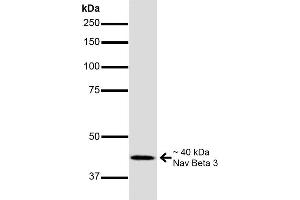 Western Blot analysis of Mouse Brain showing detection of ~40 kDa Nav Beta 3 protein using Mouse Anti-Nav Beta 3 Monoclonal Antibody, Clone S396-29 (ABIN6932446). (SCN3B anticorps  (AA 1-215) (Atto 488))
