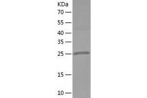 Western Blotting (WB) image for Hydroxysteroid (17-Beta) Dehydrogenase 8 (HSD17B8) (AA 1-261) protein (His-IF2DI Tag) (ABIN7123391)