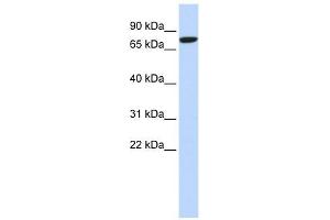 DLL1 antibody used at 1 ug/ml to detect target protein. (DLL1 anticorps)