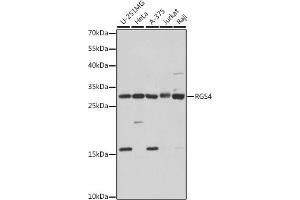 Western blot analysis of extracts of various cell lines, using RGS4 antibody (ABIN7269898) at 1:1000 dilution. (RGS4 anticorps  (AA 1-100))