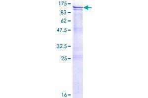 Image no. 1 for Ankyrin Repeat and Zinc Finger Domain Containing 1 (ANKZF1) (AA 1-726) protein (GST tag) (ABIN1345140)