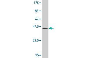 Western Blot detection against Immunogen (45.