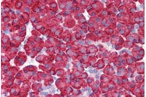 Anti-MDA5 antibody IHC staining of human pancreas. (IFIH1 anticorps  (C-Term))