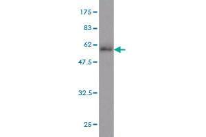 Western Blot detection against Immunogen (48.