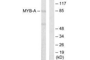 Western blot analysis of extracts from LOVO cells, using MYB-A antibody. (MYBL1 anticorps)