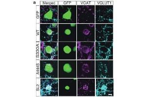 HEK293T transfectants expressing SLITRK1 or its mutants were co-cultured with hippocampal neurons.