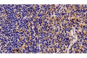 Detection of ANXA5 in Porcine Spleen Tissue using Polyclonal Antibody to Annexin V (ANXA5) (Annexin V anticorps  (AA 1-321))