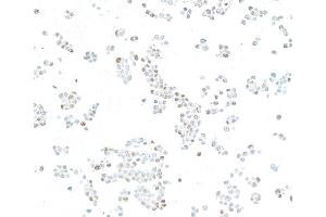 Immunocytochemistry (ICC) image for anti-Kruppel-Like Factor 4 (Gut) (KLF4) (AA 75-125) antibody (ABIN7795639) (Recombinant KLF4 anticorps  (AA 75-125))