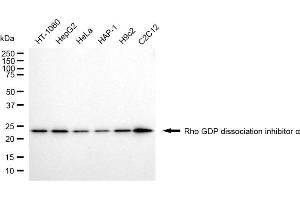 anti-rho GDP Dissociation Inhibitor (GDI) alpha (ARHGDIA) antibody