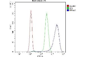 Flow Cytometry analysis of SiHa cells using anti-eIF4A2 antibody (ABIN3043426). (EIF4A2 anticorps  (N-Term))