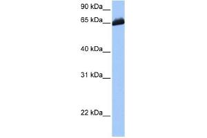 C19ORF21 antibody used at 1 ug/ml to detect target protein. (C19orf21 anticorps  (C-Term))
