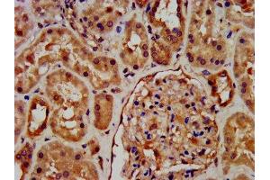 IHC image of ABIN7168264 diluted at 1:600 and staining in paraffin-embedded human kidney tissue performed on a Leica BondTM system. (RNF7 anticorps  (AA 2-113))