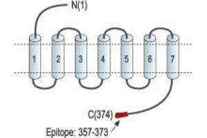 anti-Purinergic Receptor P2Y, G-Protein Coupled, 11 (P2RY11) (AA 357-373), (C-Term), (Intracellular) antibody