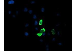 Immunofluorescence (IF) image for anti-Glutamyl Aminopeptidase (Aminopeptidase A) (ENPEP) antibody (ABIN1498029)