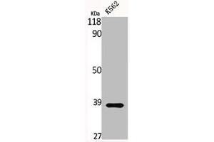 Western Blot analysis of K562 cells using Gads Polyclonal Antibody