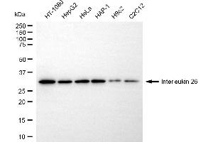 anti-Interleukin 26 (IL26) antibody