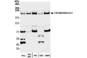 Western Blotting (WB) image for anti-RB1-Inducible Coiled-Coil 1 (RB1CC1) (AA 1544-1594) antibody (ABIN7451783) (FIP200 anticorps  (AA 1544-1594))