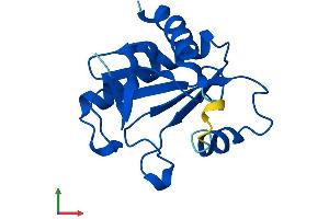 AlphaFold protein structure predicition of Human Recombinant FHIT Protein, UniprotID P49789