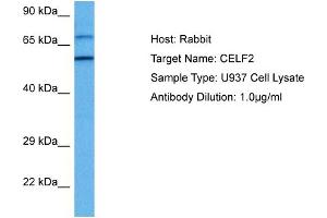 Host: Rabbit Target Name: CELF2 Sample Tissue: Human U937 Whole Cell lysates Antibody Dilution: 1ug/ml (CELF2 anticorps  (N-Term))