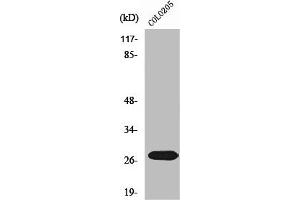 Western Blot analysis of COLO205 cells using NRIP3 Polyclonal Antibody (NRIP3 anticorps  (C-Term))