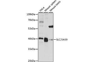 Western blot analysis of extracts of various cell lines, using SLC25 antibody (ABIN7270438) at 1:1000 dilution. (SLC25A39 anticorps  (AA 170-250))